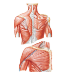 Muscles of Shoulder