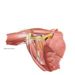 Axilla: Posterior Wall