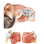 Muscles of Rotator (Compressor) Cuff