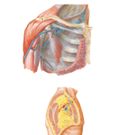 Pectoral, Clavipectoral, and Axillary Fasciae