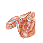 Axilla : Anterior View