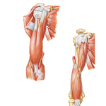 Muscles of Arm: Anterior Views