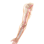 Arteries of Arm and Proximal Forearm
