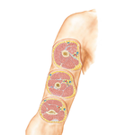 Arm: Serial Cross Sections