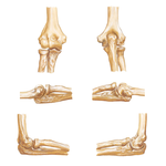 Bones of Elbow