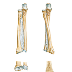 Bones of Forearm