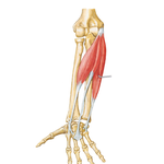 Individual Muscles of Forearm: Flexors of Wrist