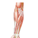 Muscles of Forearm (Superficial Layer): Anterior View