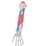 Attachments of Muscles of Forearm: Anterior View