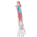Attachments of Muscles of Forearm: Posterior View