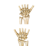 Carpal Bones