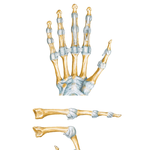Metacarpophalangeal and Interphalangeal Ligaments