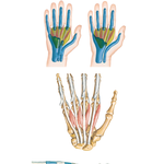 Lumbrical Muscles and Bursae, Spaces, and Sheaths: Schema