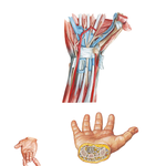 Flexor Tendons, Arteries, and Nerves at Wrist