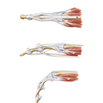 Flexor and Extensor Tendons in Fingers
