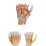Intrinsic Muscles of Hand