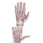 Arteries and Nerves of Hand: Palmar Views