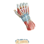 Extensor Tendons at Wrist