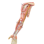 Arteries and Nerves of Upper Limb: Anterior View