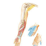 Median Nerve