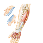 Ulnar Nerve