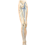 Veins of Lower Limb