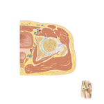 Cross-Sectional Anatomy of Hip: Axial View
