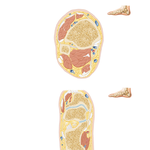 Cross-Sectional Anatomy of Ankle and Foot 