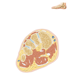 Cross-Sectional Anatomy of Ankle and Foot (continued)