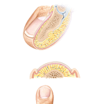 Anatomy of the Toenail 