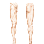 Lower Limb: Surface Anatomy