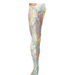 Superficial Nerves and Veins of Lower Limb: Anterior View