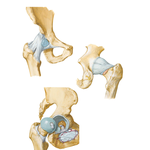 Hip Joint