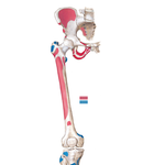 Bony Attachments of Muscles of Hip and Thigh: Anterior View