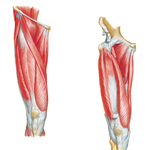 Muscles of Thigh: Anterior Views