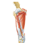 Muscles of Thigh: Anterior Views (continued)
