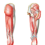 Muscles of Hip and Thigh: Posterior Views