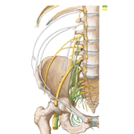 Lumbosacral and Coccygeal Plexuses