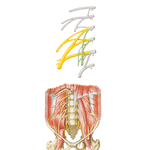 Lumbar Plexus