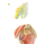 Sacral and Coccygeal Plexuses