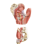 Hip Bursae: Posterior and Anterolateral Views