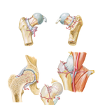 Arteries of Femoral Head and Neck