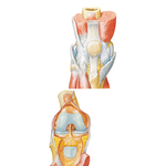 Knee: Anterior Views