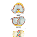 Knee: Interior Views