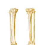 Tibia and Fibula