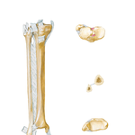 Tibia and Fibula (continued)