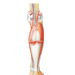 Muscles of Leg (Intermediate Dissection): Posterior View