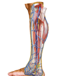 Venous Drainage of Leg