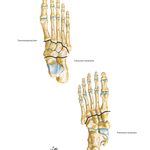 Bones of Foot