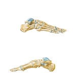 Bones of Foot (continued)